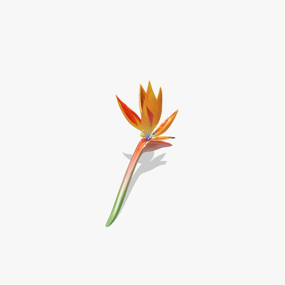 Dwarf Strelitzia Colorful Flower model pack